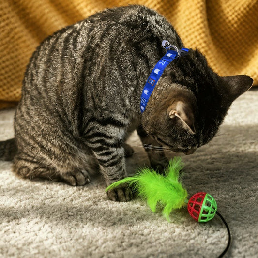ITFC Cat Collar